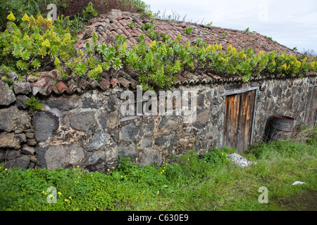 Dach überwachsen mit Baum aenium (aeonium arboreum), Mazo, La Palma, Kanarische Inseln, Spanien, Europa Stockfoto