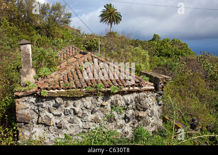 Dach der kanarische Haus bewachsen mit Baum aenium (aeonium arboreum), Mazo, La Palma, Kanarische Inseln, Spanien, Europa Stockfoto