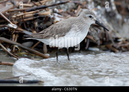 Alpenstrandläufer (Calidris Alpina) Winterkleid Stockfoto