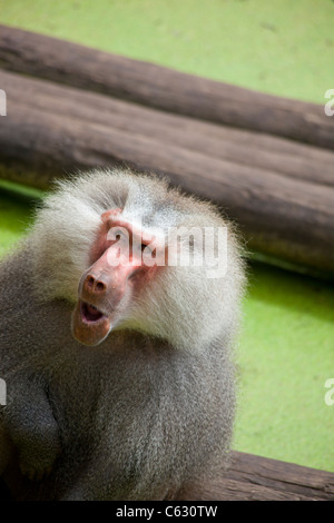 Alten Pavian, Papio hamadryas Stockfoto