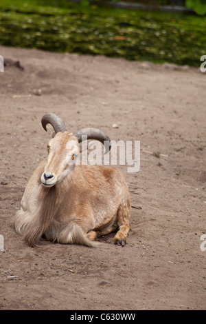 Mähnenspringer, Ammotragus lervia Stockfoto