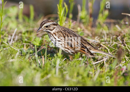 Singammer (Melospiza Melodia) Stockfoto