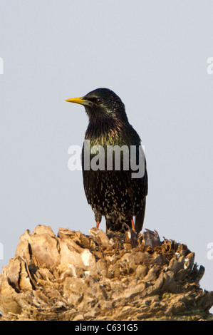 (Häufig) Star (Sturnus Vulgaris) hocken Stockfoto