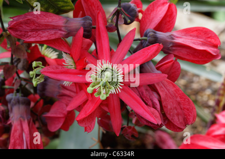 Rote Passionsblume, Passiflora Racemosa, Passifloraceae, Süd-Brasilien, Südamerika. Stockfoto