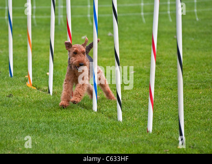 Dieser Airedale Terrier Hund läuft in einer Hundeausstellung, durch ein Hindernis-Parcours, Weben durch Polen. Stockfoto