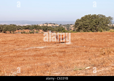 Kuh der Rasse Alentejana (Raça Alentejana) in der Provinz Alentejo. Distrikt Portalegre, Portugal. Stockfoto