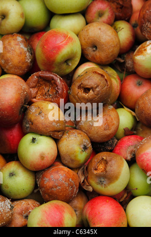 Eine Reihe von unerwarteten Entdeckung Äpfel Stockfoto