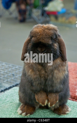 Diese vertikale Bild zeigt eine unerlaubte Handlung farbige live Holland-Hase stehend auf seine Hinterpfoten, drinnen. Stockfoto