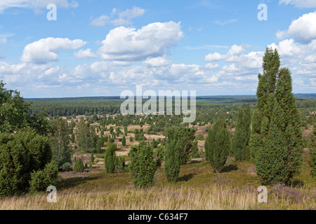 Blick vom Mount Wilsede, Lüneburg Heide, Niedersachsen, Deutschland Stockfoto