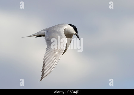 Möwe-billed Tern (Sterna Nilotica) im Flug Stockfoto