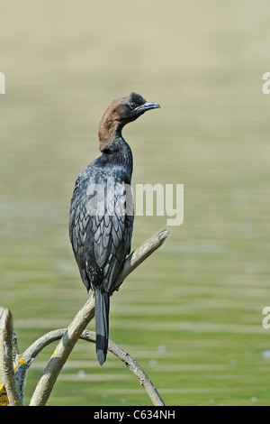 Pygmy Kormoran (Phalacrocorax Pygmeus) thront auf b eine Filiale. Stockfoto