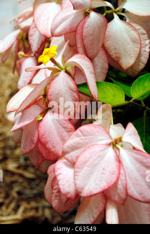 Mussaenda Philippica QUEEN SIRKIT Stockfoto