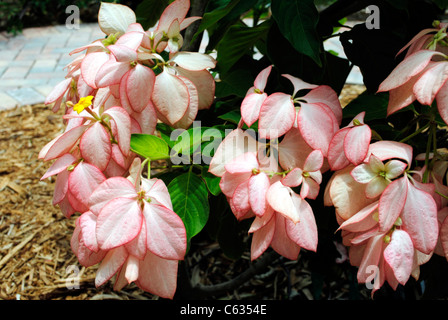 Mussaenda Philippica QUEEN SIRKIT Stockfoto