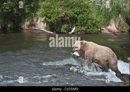 Braunbären/Grizzly Bären Fang von Lachs Stockfoto