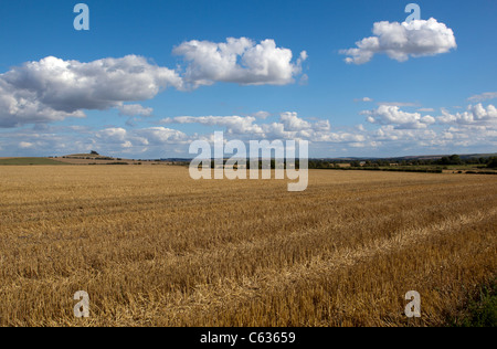 Frisch geschnitten Weizenfeld Stockfoto