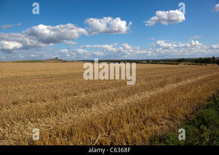 Frisch geschnitten Weizenfeld Stockfoto