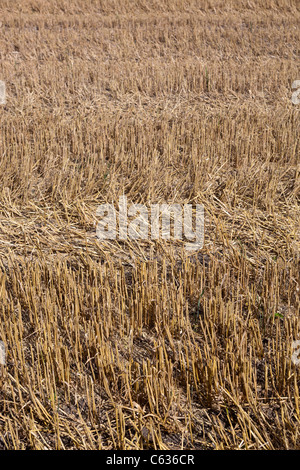 Frisch geschnitten Weizenfeld Stockfoto