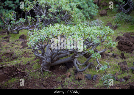 Sandbaum, wilder nord, Küste von Garafia, La Palma, Kanarische Inseln, Spanien, Europa Stockfoto