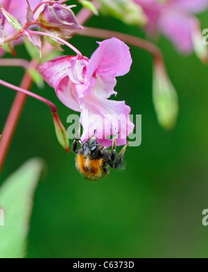 Nahaufnahme des Himalaya Balsam eine gebietsfremde invasiven Pflanzen zu den britischen Inseln wird von einer Biene bestäubt Stockfoto