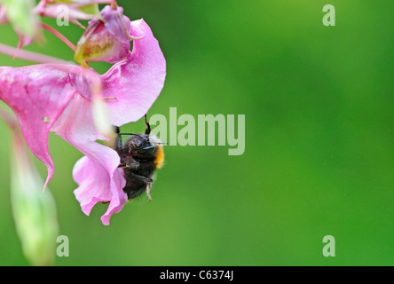 Nahaufnahme des Himalaya Balsam eine gebietsfremde invasiven Pflanzen zu den britischen Inseln wird von einer Biene bestäubt Stockfoto