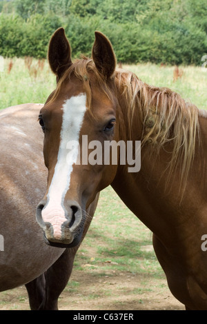 Arabisches Pferd in einem Paddock Equus Ferus caballus Stockfoto