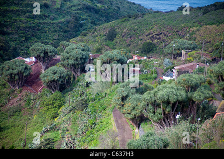 Drachenbäume (Dracaena Draco) an der Küste von La Tosca, Barlovento, La Palma, Kanarische Inseln, Spanien, Europa Stockfoto