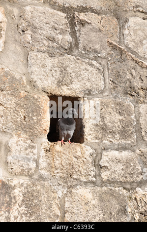Taube sitzt in einem Loch in einer Wand Stockfoto