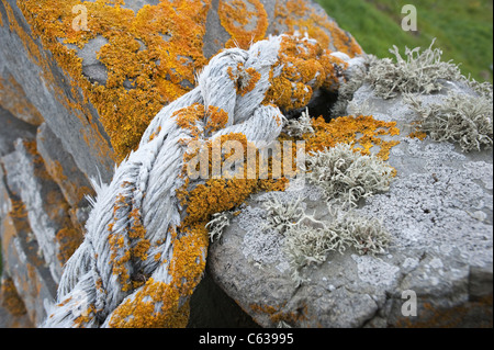 Orange Meer Flechten (Caloplaca Marina) und Meer Elfenbein Flechten (Ramalina Siliquosa) wächst auf das Seil und Trockenmauern Wand Fair Isle Stockfoto