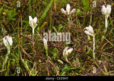 Berg ewig (Antennaria Dioica) männlich Blumen Fair Isle Shetland subarktischen Inseln Schottland UK Europe Stockfoto