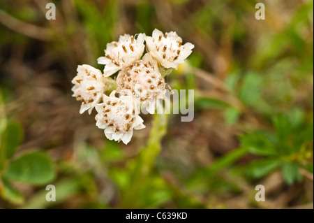 Berg ewig (Antennaria Dioica) weibliche Blüte Fair Isle Shetland subarktischen Inseln Schottland UK Europe Stockfoto