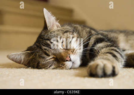 Eine Tabbykatze, die auf dem Boden schlafen Stockfoto