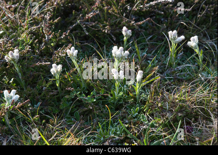 Berg ewig (Antennaria Dioica) männlich Blumen Fair Isle Shetland-Inseln subarktischen Inseln Schottland UK Europe Stockfoto