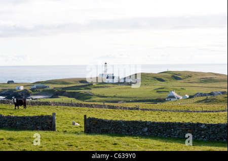 Fair-Isle Weiden mit Schafen und Bull, Leuchtturm und Croft, aufbauend auf dem Hintergrund Shetland-Inseln Schottland Großbritannien Europa Juni Stockfoto