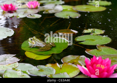 Green frog schwimmend auf einer Seerose pad Blatt in einem Teich mit rosa Blumen Stockfoto