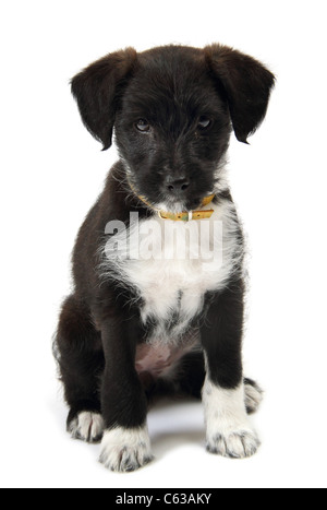 Jack Russell Zwergpudel Kreuz Welpen in einem Studio fotografiert Stockfoto