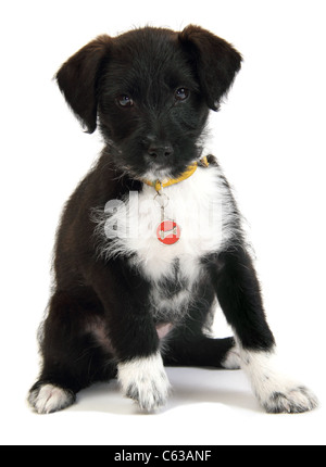 Jack Russell Zwergpudel Kreuz Welpen in einem Studio fotografiert Stockfoto