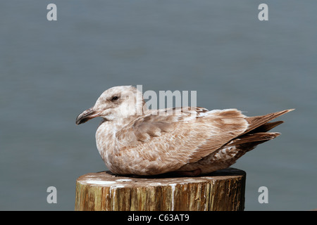 In San Francisco. Fishermans Wharf, unreifen Kalifornien Möve Larus californicus Stockfoto