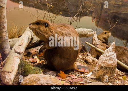 Ein Trio von Biber an Bäumen am Fluss arbeiten. Stockfoto