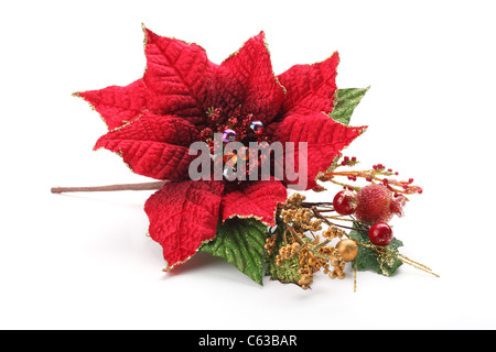 Weihnachten Blume Weihnachtsstern isoliert auf weißem Hintergrund... Stockfoto