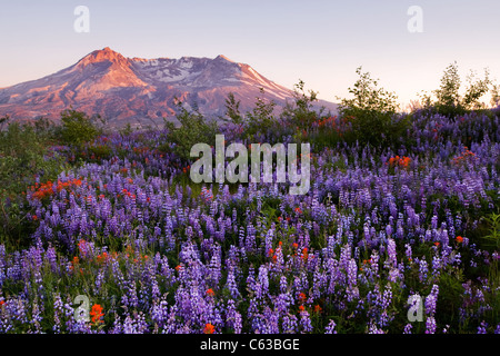 Alpineglow auf Mt St Helens, Washington Stockfoto