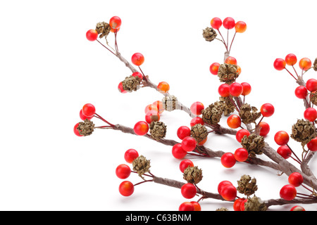 Weihnachten-Zweig von roten Beeren, isoliert auf weißem Hintergrund. Stockfoto