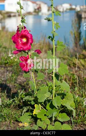 Alcea Rosea Stockrose Stockfoto