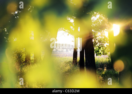 Sonntagmorgen am Eichenhain, Ukraine, Osteuropa Stockfoto
