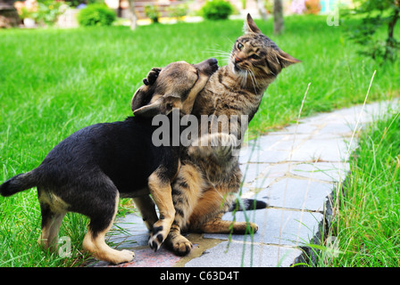 Katze und Hund spielen Stockfoto