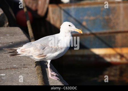 Möwe auf Kais Seite Stockfoto