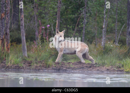 Wilde Grauwolf Stockfoto