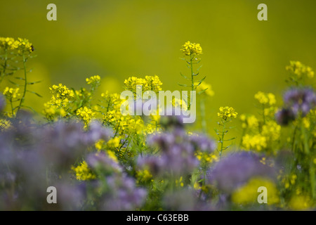 ACKERSENF BLUME Stockfoto