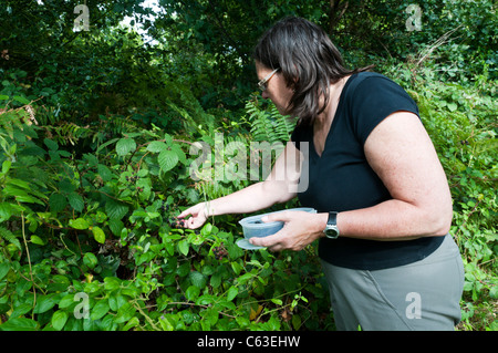 Eine Frau, die Brombeeren aus wilde Brombeere Büschen sammeln. Stockfoto