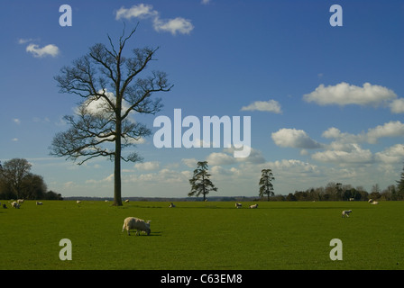 Parklandschaft am alten Renaissance Haus in Berkshire, England in der Nähe von Henley-on-Thames mit Schafen und Bäume Stockfoto