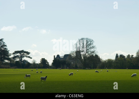 Parklandschaft mit Schafen und alte Renaissance Haus mit Turm im Hintergrund in Berkshire, England in der Nähe von Henley-on-Thames Stockfoto